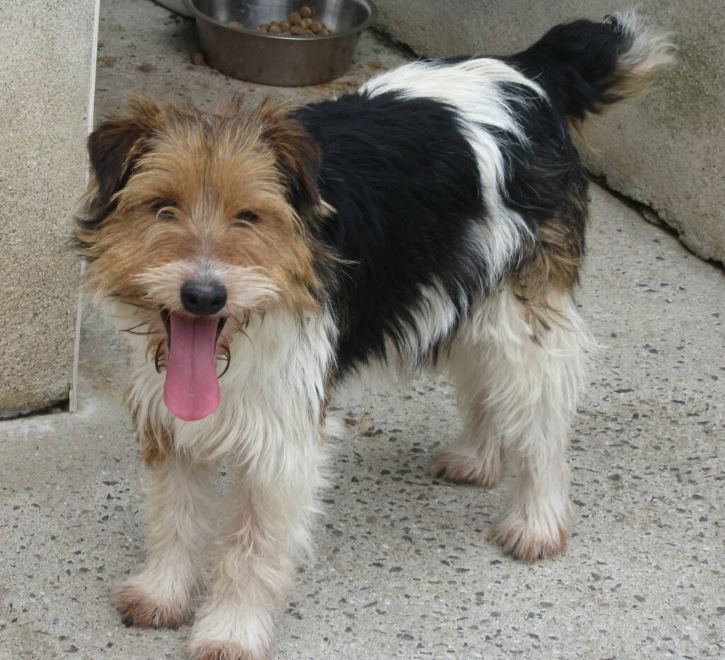 Agrandir l'image, fenêtre modale